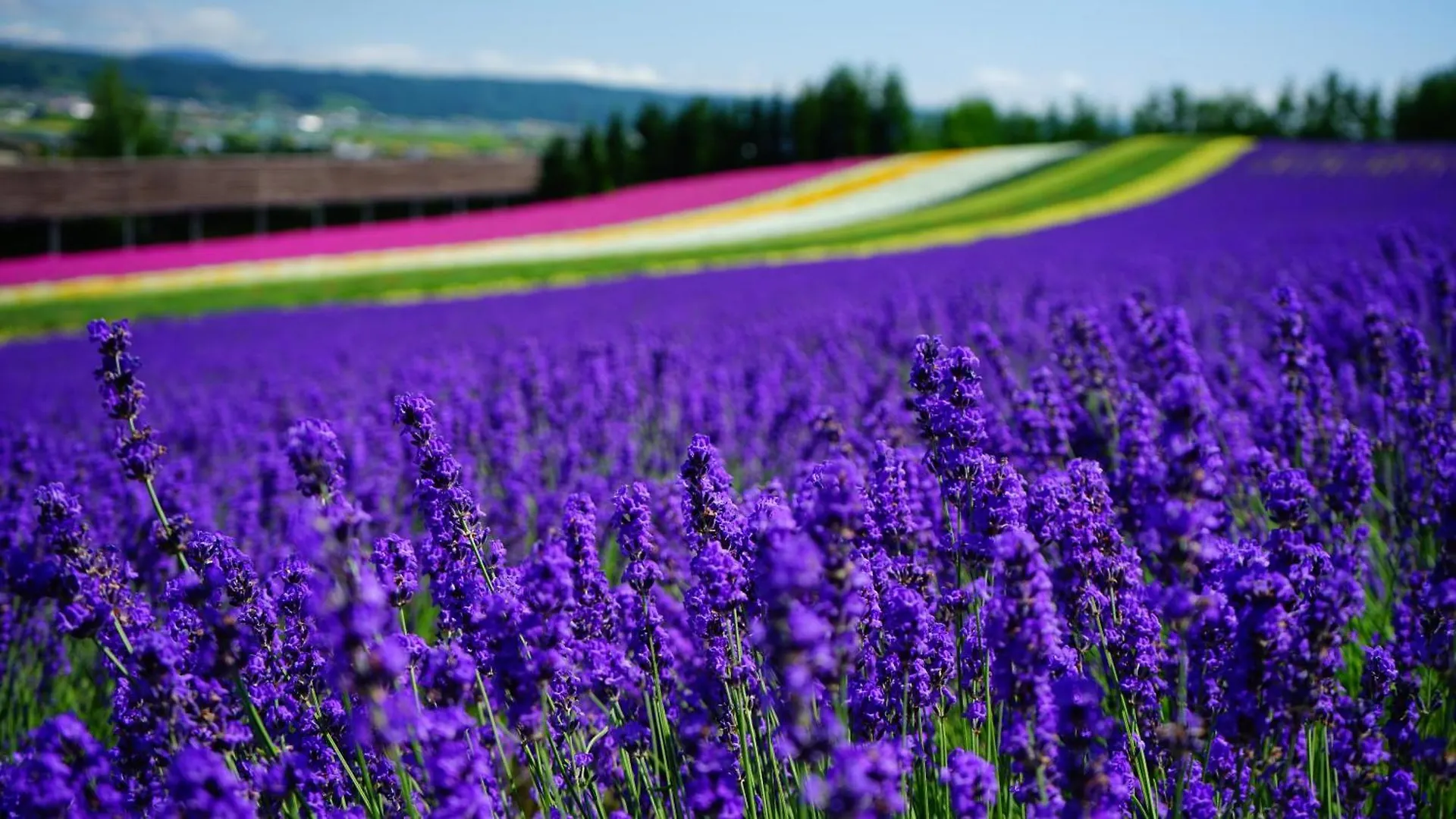 Furano Natulux Hotel
